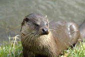 Otter 1