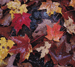 Image of Autumn leaves for march 20th equinox