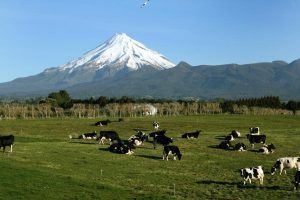 Earth Energies in New Zealand