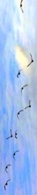 Bookmark of Birds in flight Contemporary Art Image