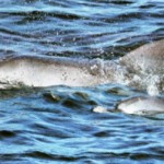 Dolphins 300 -