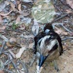 Golden Orb on Bird