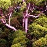 ancient trees are being cut down in the Challar Forest in WA - photograph taken by Paulina