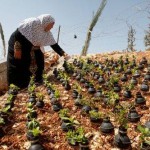 Anger management - Planting flowers instead of bombs