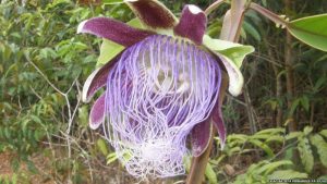 fires in the amazon kill flowers