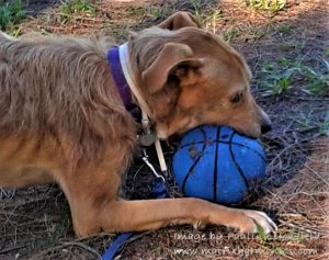 Tyson the dog teaches about communicating with animals when they are sick