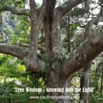 Tree wisdom and growing into the light 