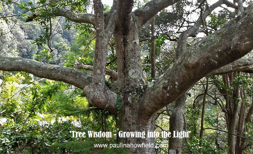 Tree wisdom and growing into the light 