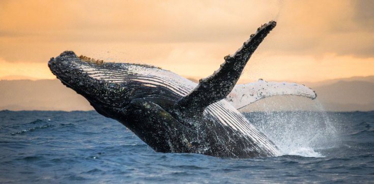 the whales share their medicine to help us remember